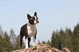 BOSTON TERRIER 263